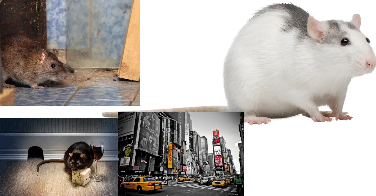 Rat Czar NYC Job